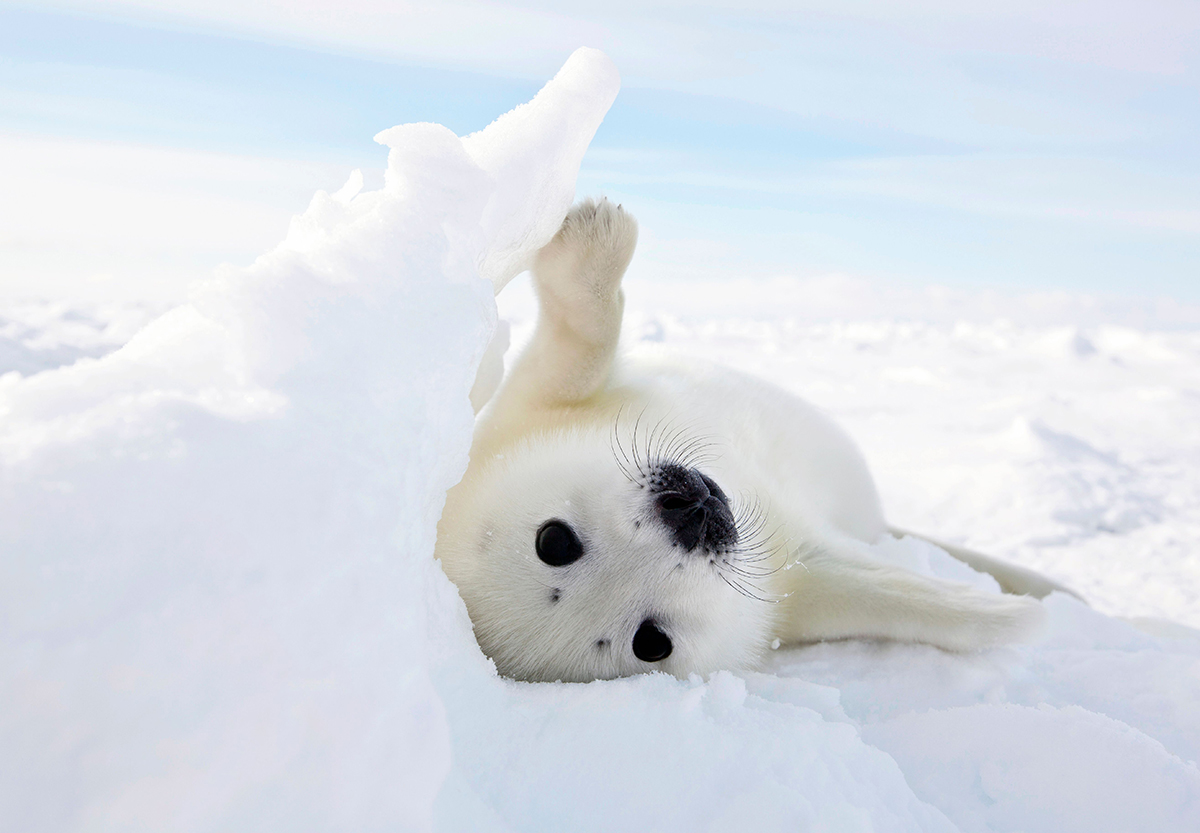 Experience an exclusive seal pup photo safari in Canada’s Îles de la Madeleine
